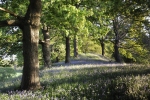 BLUEBELLS LLANCYNFELYN