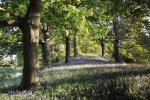 BLUEBELLS LLANCYNFELYN